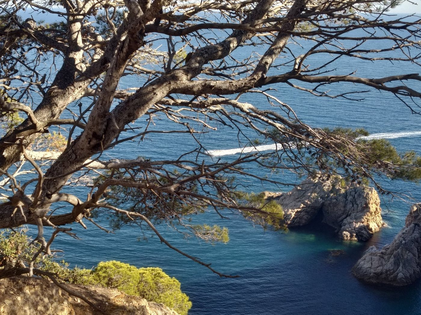 Photo of tree branches with the sea as background.