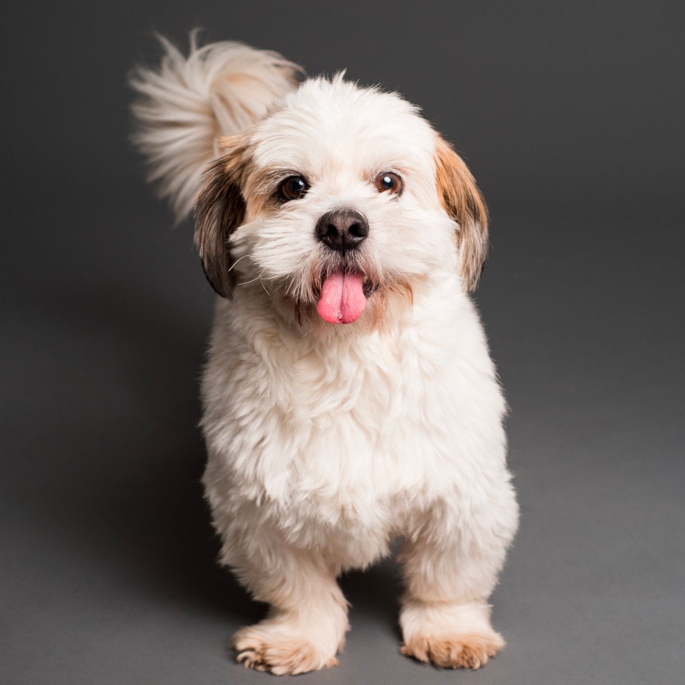 Close up photo of a dog facing the camera.