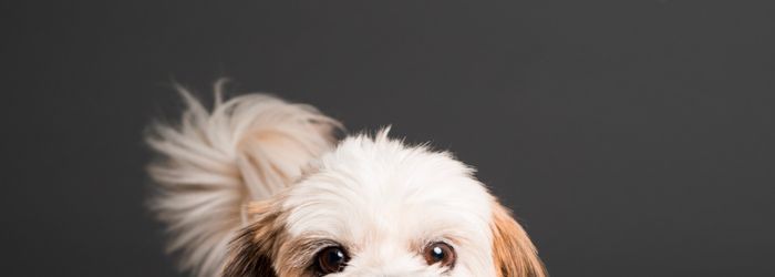 Close up photo of a dog facing the camera. Only the eyes and top of its head is visible